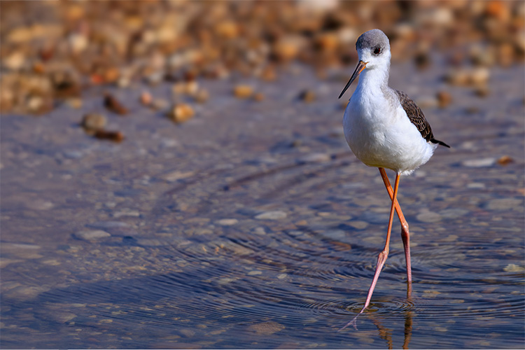  Black-winged stilt in the sun Portugal Algarve